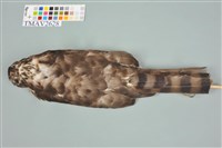 鳳頭蒼鷹藏品圖，第10張